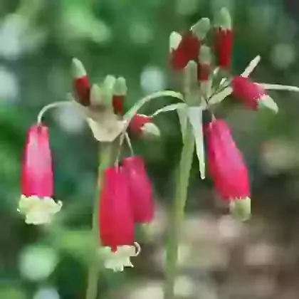 Dichelostemma